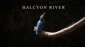 翠鸟河日记Halcyon River Diaries