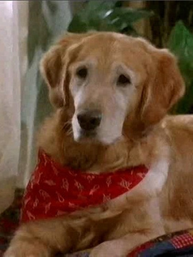 聆听狗狗心Dog's Best Friend