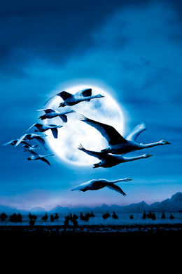 迁徙的鸟Le peuple migrateur