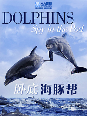 卧底海豚帮Dolphins Spy in the Pod