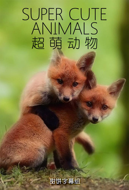 超萌动物Super Cute Animals